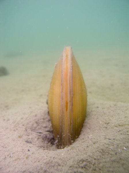 Anodonte  Anodonta cygnea